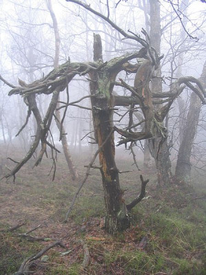 Rotes_Moor_2.jpg