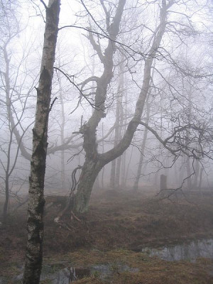 Rotes_Moor_3.jpg