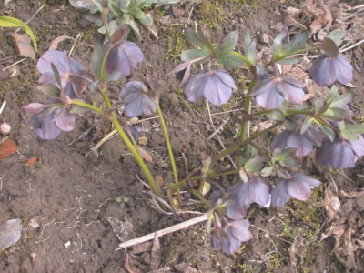 Helleborus_schiefergrau0011.jpg