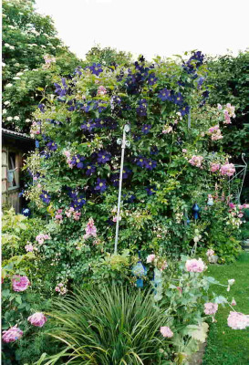 Clematis_Viola.jpg