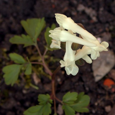 Corydalis_cava_alba0011.jpg