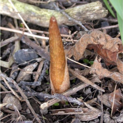 Arisem_sikokianum_100012.jpg