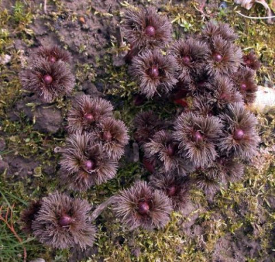Paenia_tenuifolia_60012.jpg
