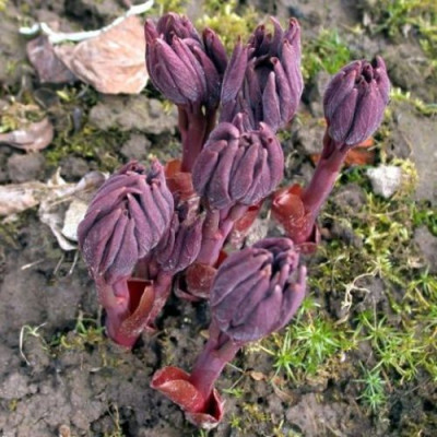 Paeonia_mloko0013.jpg