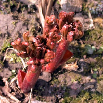 Paeonia_peregrina_Austrieb0012.jpg