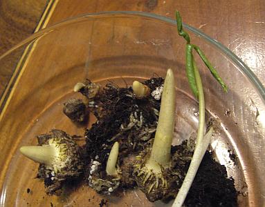 amurense_oder_speciosum.jpg