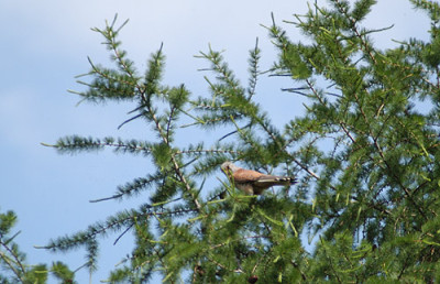falke_5073.jpg