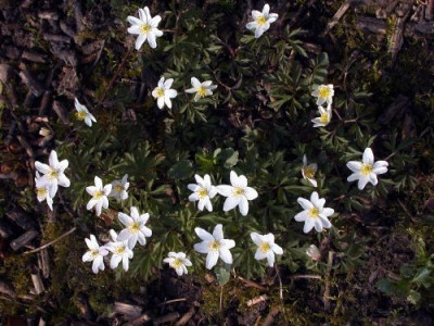 Anemone_nem._auen_rosa0011.jpg