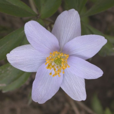 Anemone_nem._Allenii_40011.jpg