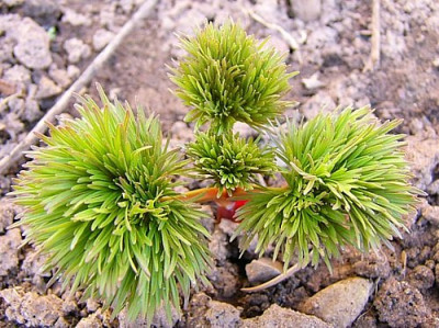 tenuifolia_1.jpg
