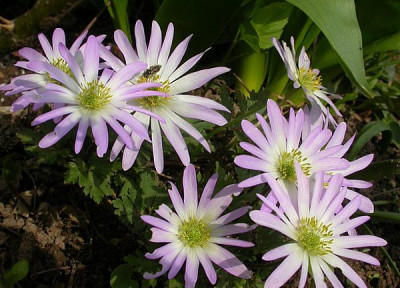 anemone_b.jpg