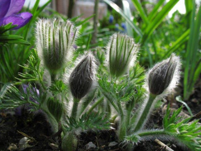 Pulsatilla0421k.jpg
