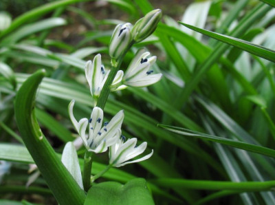 Sc_puschkinoides0420k.jpg