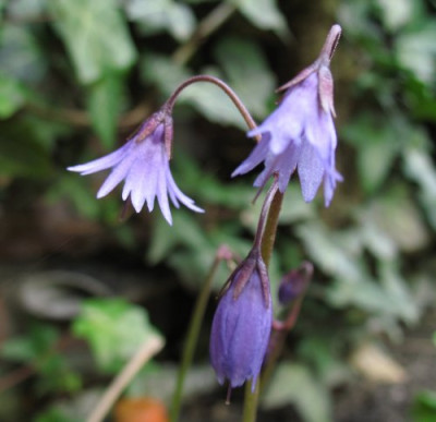 Soldanella0421k.jpg