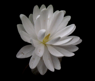 Blutwurz06_Detail.jpg
