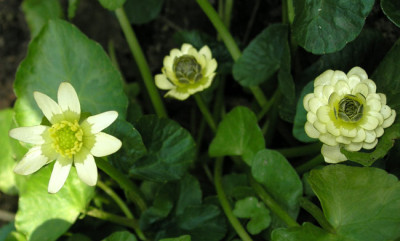 Ficaria-cremeweiss.jpg