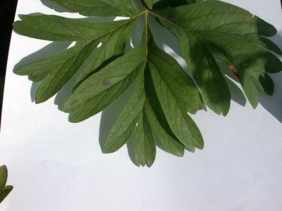 R_Blatt_72201_1.JPG