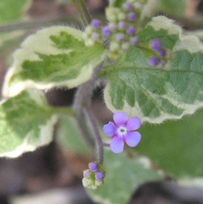 Brunnera-Blute.jpg