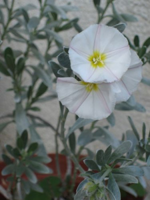 IMG_0745conv..jpg