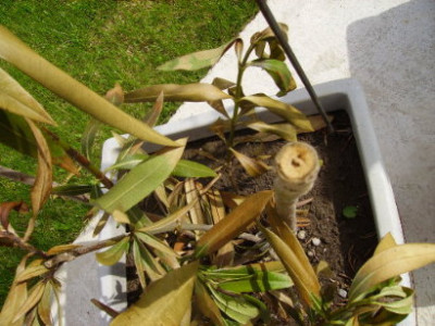 oleander1.JPG
