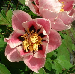 rosa_rockii.JPG