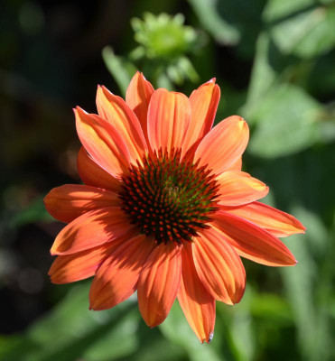 Echinacea-Sämling9.15-2.jpg