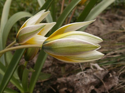 tarda-III-04-06.jpg