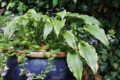 hosta ebb tide15.JPG