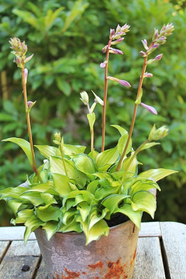 hosta cracker crumbs.JPG