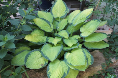 hosta gold standard15.JPG