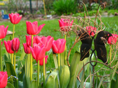 Tulpen_mit_Schmetterling.jpg