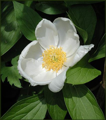 P._lactiflora_W.JPG