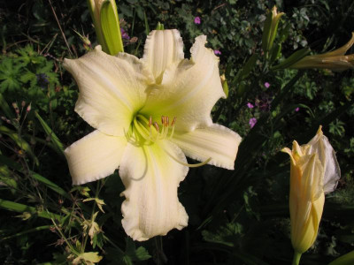 IMG_7995_ radiant moonbeam.JPG