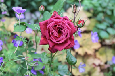 rose jocelyn15.JPG
