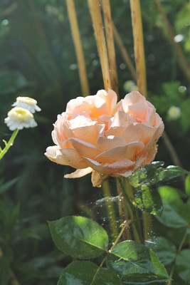 rose tamora15.JPG