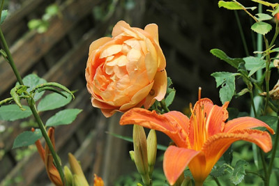 rose lady of shalott15.JPG