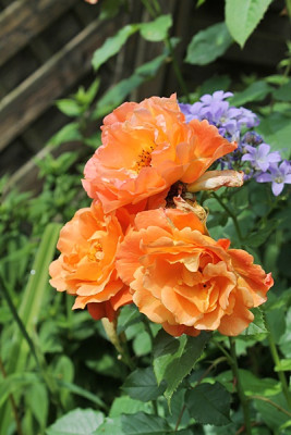 rose westerland15..JPG