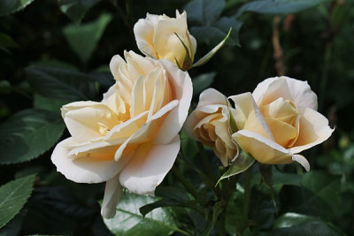 rose lions rose15.JPG