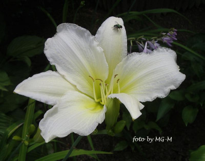 IMGP0780 b.jpg