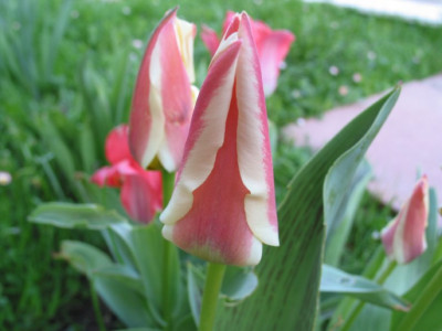 TULP_VIII.jpg