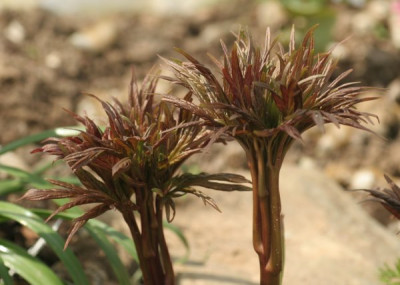 paeonia_emodii_3100.jpg