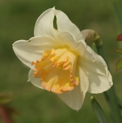 narcissus_mon_cherie_3109.jpg