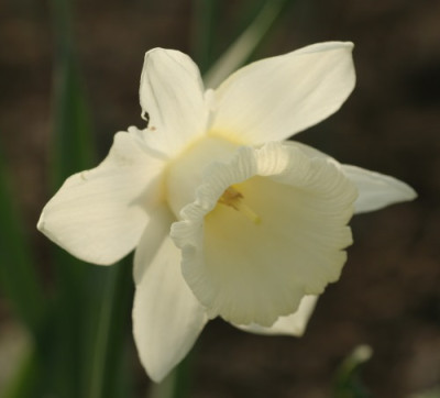 narcissus_mount_hood_3089.jpg
