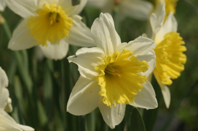 narcissus_ice_follies_3079.jpg