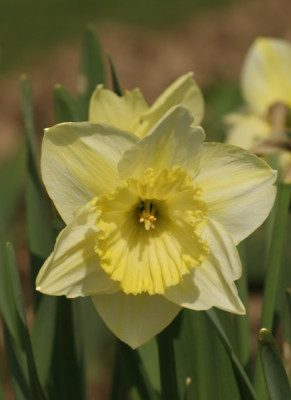 narcissus_st_patricks_day_3078.jpg