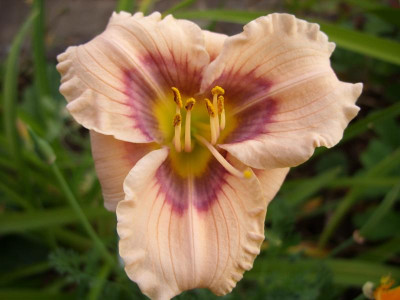 SS851750_ursula heuss.JPG
