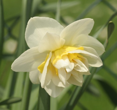 narcissus_white_lion_3106.jpg