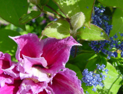 clematis_piilu_ceanothus.jpg