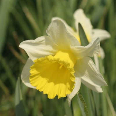 narcissus_holland_sensation_3063.jpg