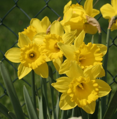 narcissus_dutch_master_3062.jpg